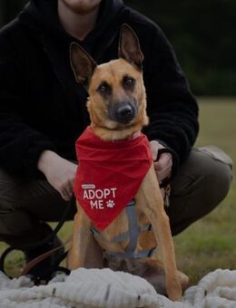 Unsere Lucy sucht ihr eigenes Zuhause - Hamburg