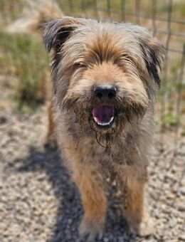 ❤️🍀 Beppo ein süsser Wuschel - Mannheim