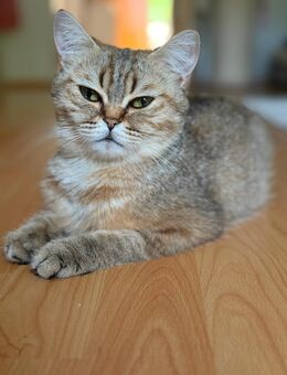BKH Katze reinrassig - Gütersloh Zentrum