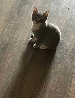 Katzenkitten Abzugeben - Unterkirnach