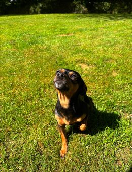 Zwergpinscher - Aurich