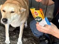 Kate sucht einen Teamgefährten 🐾 - Elsdorf (Nordrhein-Westfalen)