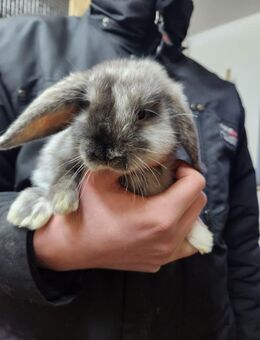 Zwergwidderbabybock - Calau