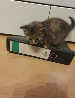 Verspieltes Mädchen Sucht Ein Zuhause - Bottrop