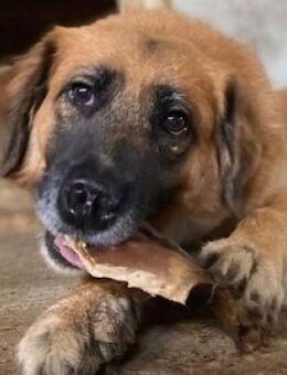 Hundedame KORA - Gefrees