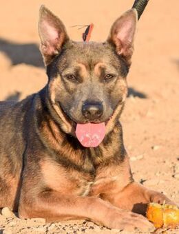 Nora sucht ein liebevolles Plätzchen - Laatzen