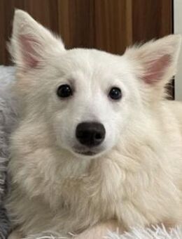 Timm-SR, Schatz sucht Liebe! - Neustadt (Rübenberge)