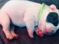 2 Französische Bulldogge Welpe Hündin - Neukirch (Lausitz)