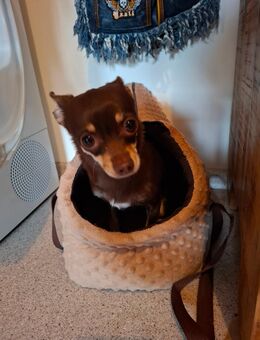 Chihuahua Mädchen sehr klein - Regensburg