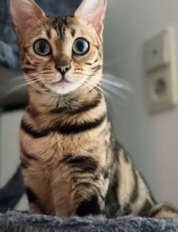 Bengal Katze abzugeben – liebevolles Zuhause gesucht - Iserlohn
