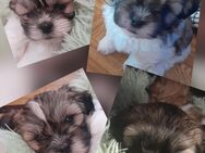Shih Tzu Welpen - Kemnitz