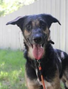 Mäxchen, lustiger, liebevoller Rüde - Neuhausen (Spree)