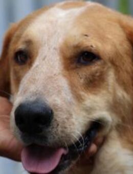 Cilko - großer Schmusebär - Lohra