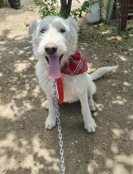 Brody- ein fröhlicher Hunddejunge - Meuselwitz