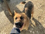 Tarek - Schäferhund mit klugen Blick - Löwenberger Land