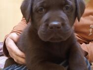 Labrador-Welpen mit Papieren, chocolate und gelb - Gokels