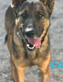 Kai ist ein aktiver Hund - Donaueschingen