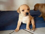 Labrador Welpen - Biebertal