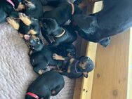 Hundewelpen / Dobermann - Geldern