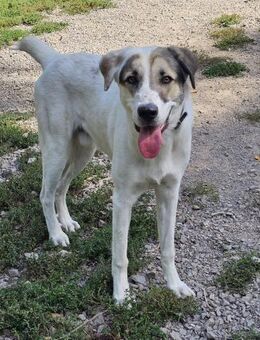 Maximus sucht erfahrene Menschen - Krefeld