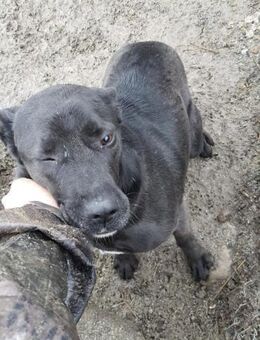 Rani 55 cm - Alpenrod