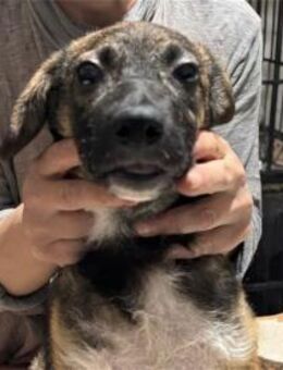 Oscar - Pflegestelle oder Zuhause gesuch - Oberwies