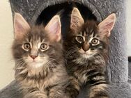 Maine Coon Kitten - Osterfeld Weickelsdorf