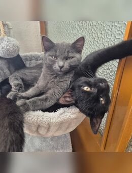 BKH 🐱 katze ♡ Brüder - Hechingen