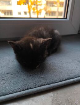 BKH Kira Mädchen - Nürnberg