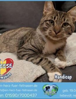 Cheese sucht ein liebevolles Zuhause! - Waakirchen