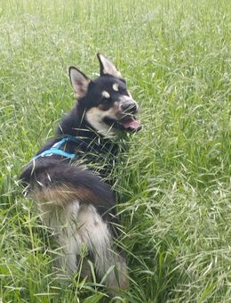 Husky Schäferhund Labrador mix - Apolda