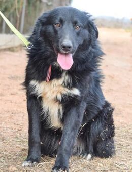 Eden - wer macht ihn endlich glücklich? - Laatzen