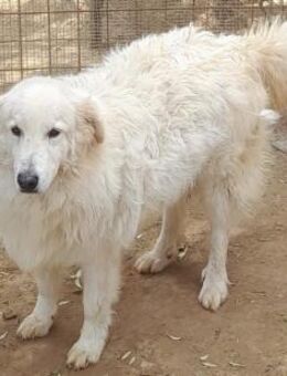 Noel aus Neapel - Marienfließ