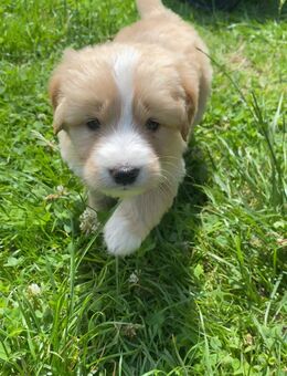 F1 Maltipoo Welpen - Mettmann