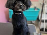 🐾 Cuki 8jähriger kleiner Herzensbrech - Kassel