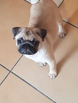 Hund Mops Mädchen - Hannover Vahrenwald-List