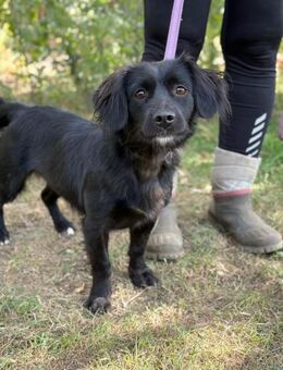 Die hübsche Gitka sucht liebe Menschen - Heinsberg