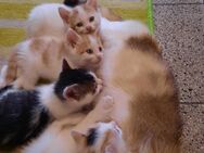 4 Babykatzen suchen liebevolles zu Hause - Burglengenfeld