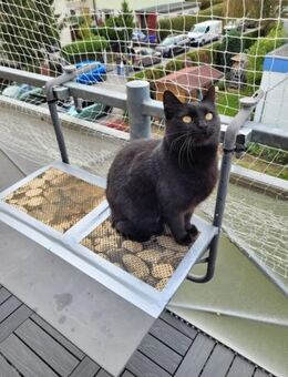 Lackfellchen Nia sucht ihre Familie - Margetshöchheim
