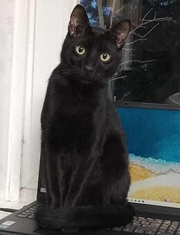 Anton und Archie auf der Suche nach dem ganz großen Glück - Elmshorn