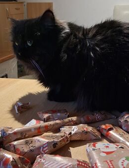 Sibirischer Waldkatze - Kater - Lichtenstein