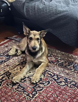 Berger de Picard Welpe - Furth