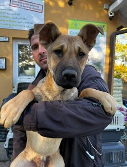 HULK - offener Junghund - Schlitz