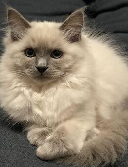 Süße Radgoll Kitten - Calau