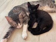 Kitten ( Männlich) - Fürth