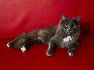 Norwegische Waldkatze Neva Masquarade Kater Kitten - Querfurt