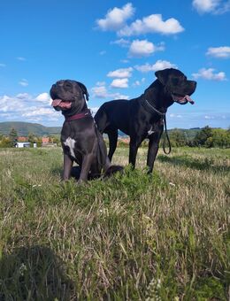 Wurfankündigung Cane Corso Welpen - Freital