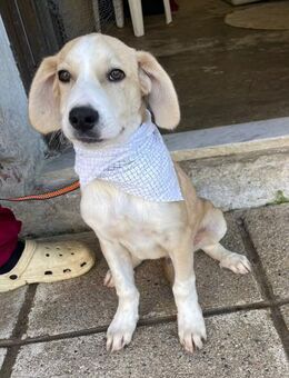 Armani - aktiv, verspielt und neugierig - Heppenheim (Bergstraße)