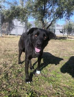 Leyla - junge Dame auf Körbchensuche - Dingolfing