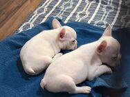 Französische bulldogge mit nase